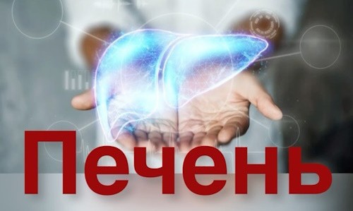 Печень, ее функции и причины заболевания